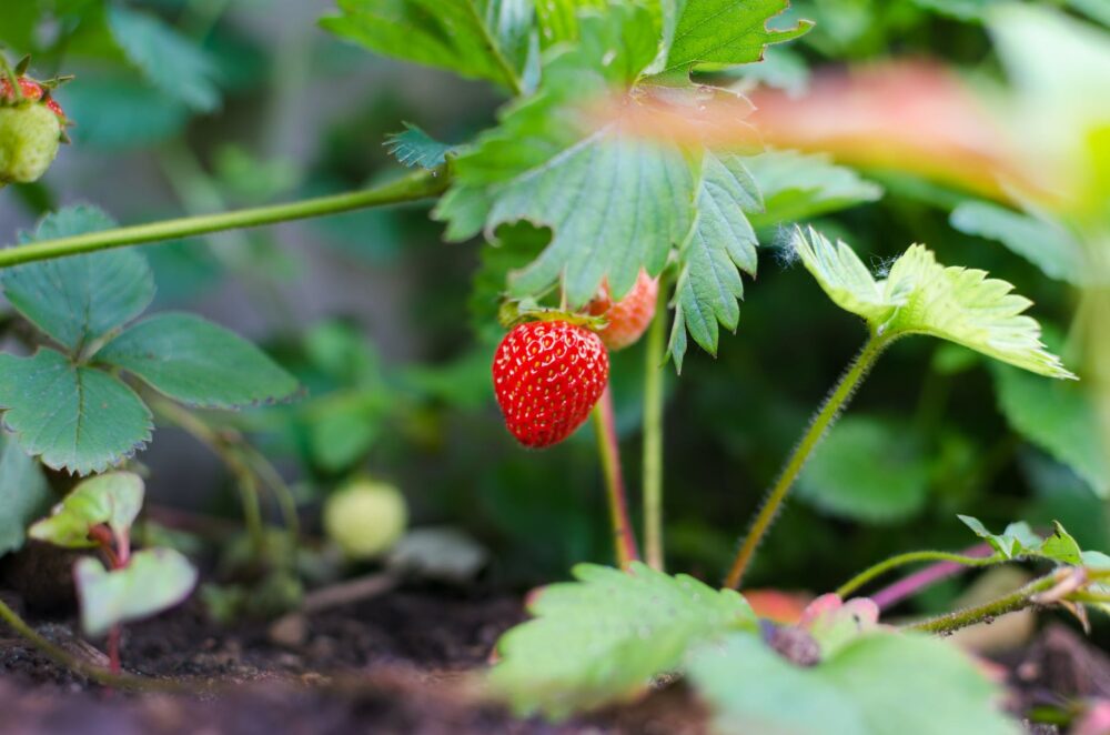 selective focus photography of strawberry fruit